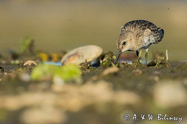 Biegus zmienny . Calidris alpina