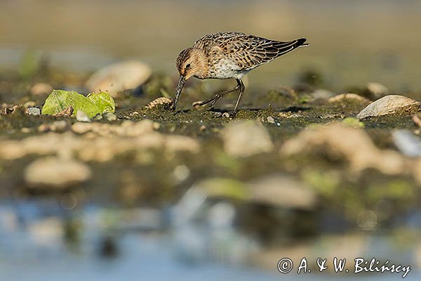 Biegus zmienny . Calidris alpina