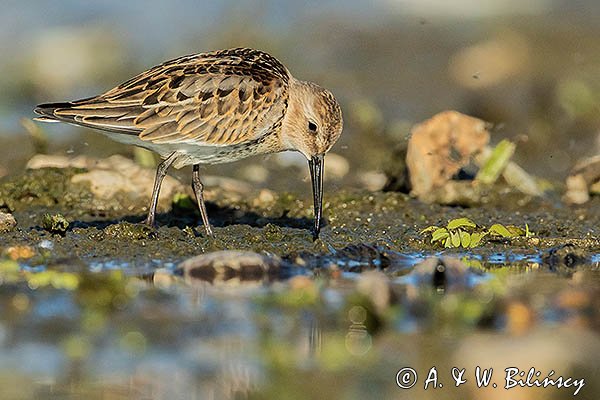 Biegus zmienny . Calidris alpina