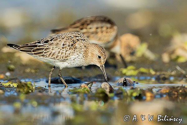 Biegus zmienny . Calidris alpina