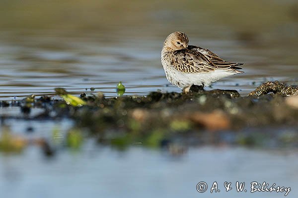 Biegus zmienny . Calidris alpina