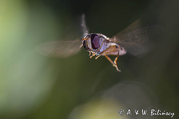 Bzyg prążkowany, Episyrphus balteatus