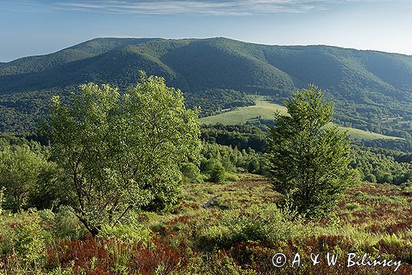 Połonina Caryńska i w tle Mała Rawka
