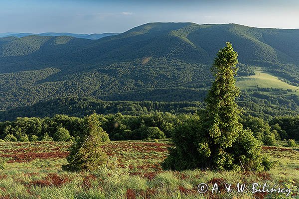 Połonina Caryńska i w tle Mała Rawka