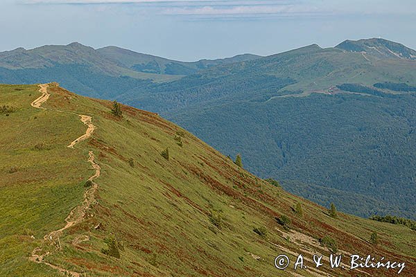 Połonina Caryńska i w tle Szeroki Wierch i Tarnica