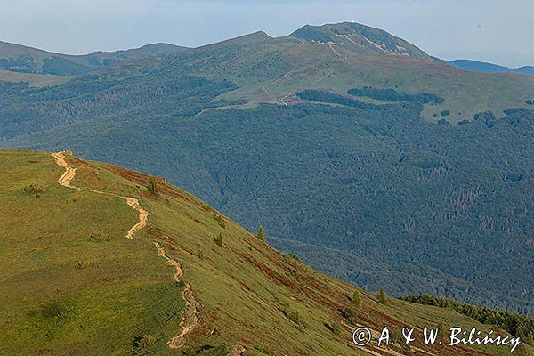 Połonina Caryńska i w tle Szeroki Wierch i Tarnica