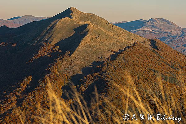 Połonina Caryńska, w tle Tarnica, Bieszczady