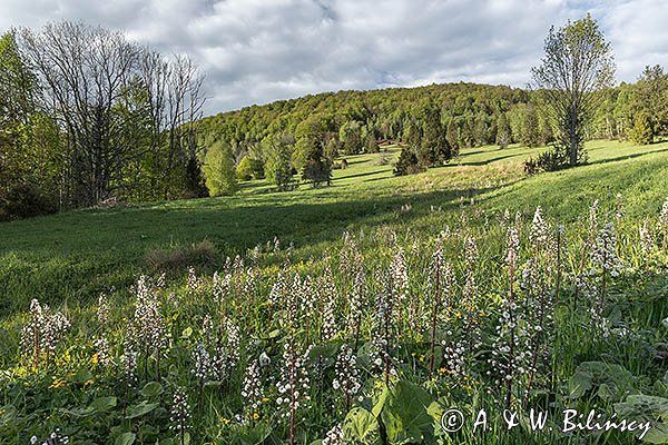 Caryńskie, Bieszczady, lepiężnik biały, Petasites albus