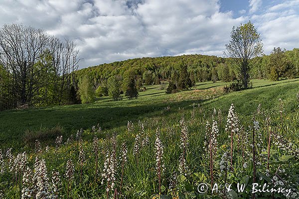Caryńskie, Bieszczady, lepiężnik biały, Petasites albus