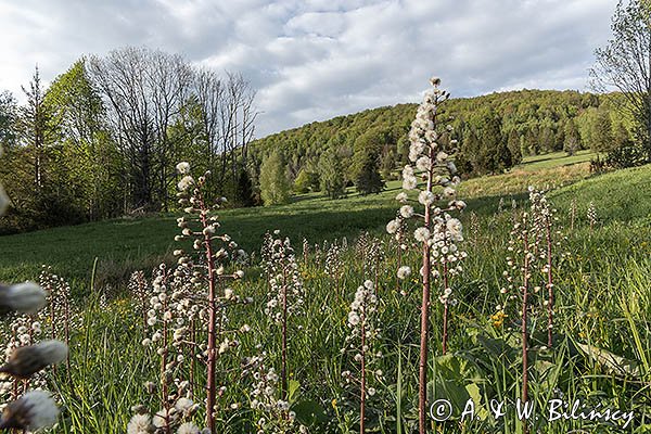 Caryńskie, Bieszczady, lepiężnik biały, Petasites albus