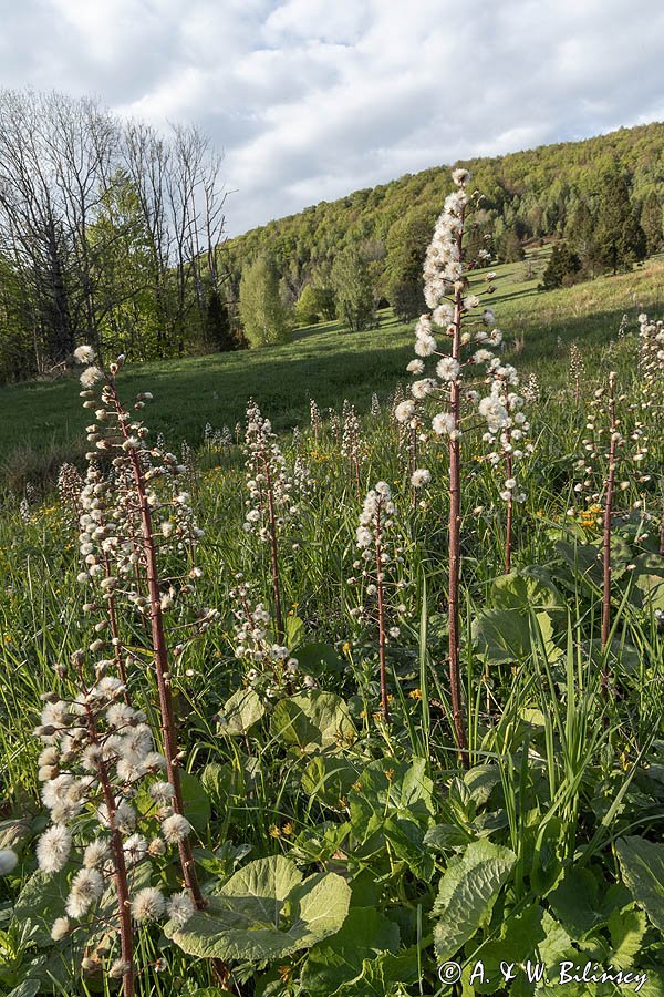 Caryńskie, Bieszczady, lepiężnik biały, Petasites albus