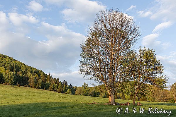 Caryńskie, Bieszczady
