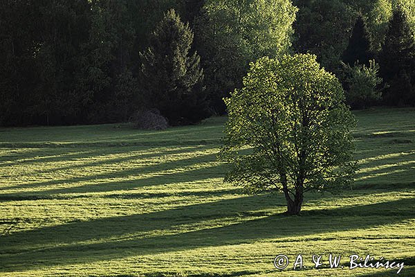 Caryńskie, Bieszczady