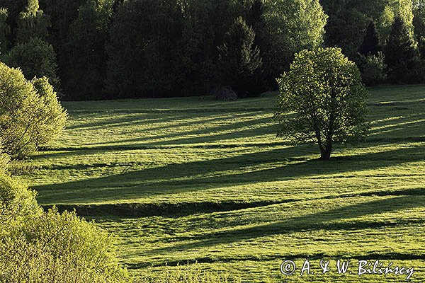 Caryńskie, Bieszczady