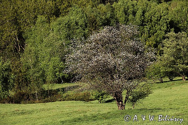 Caryńskie, Bieszczady