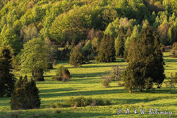 Caryńskie, Bieszczady