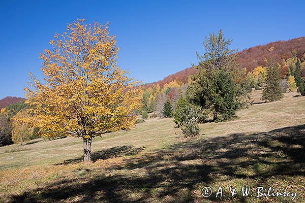 Caryńskie , Bieszczady