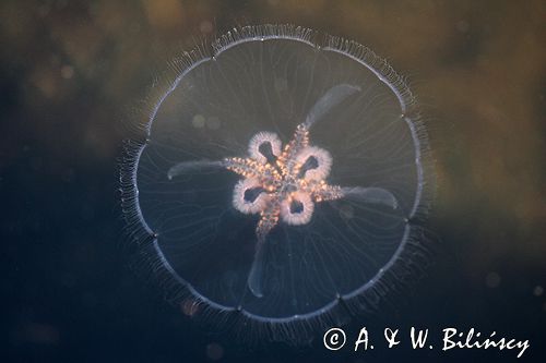 chełbia, meduza, Aurelia aurita