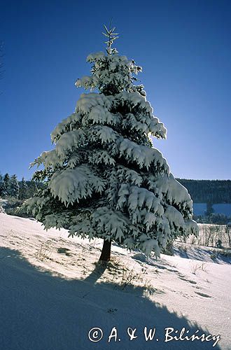 Świerk, Bieszczady choinka