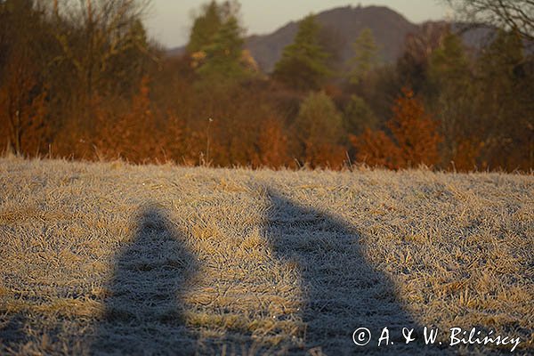 Nasze cienie na oszronionej łące, szron, Bieszczady