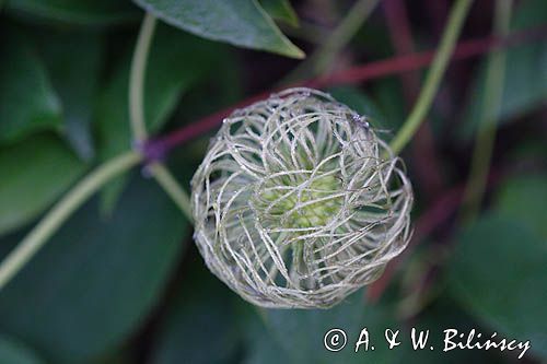 Clematis x hybrida, powojnik wielkokwiatowy, owoc, 'Madame le Coultre'