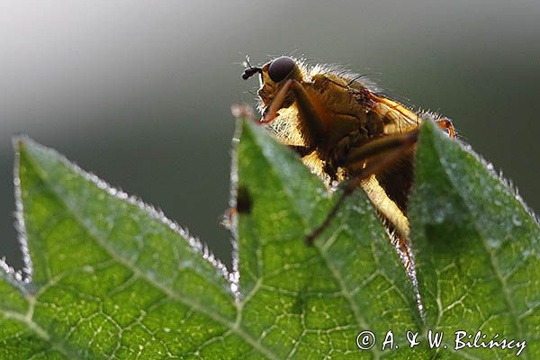 Cuchna nawozowa, Scathophaga stercoraria