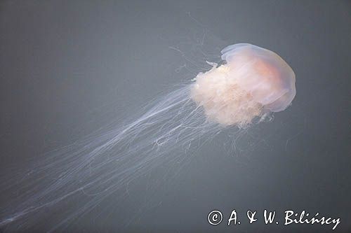 Bełtwa włosiennik, bełtwa festonowa, Cyanea capillata, Mały Bełt