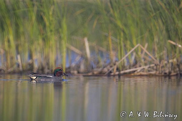 Cyraneczka zwyczajna, cyraneczka, Anas crecca, samiec