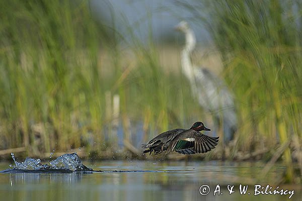 Cyraneczka zwyczajna, cyraneczka, Anas crecca, samiec