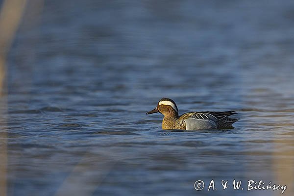 Cyranka zwyczajna, cyranka, Spatula querquedula samiec