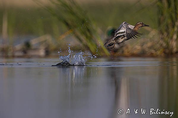 Cyranka zwyczajna, cyranka, Spatula querquedula, samiec