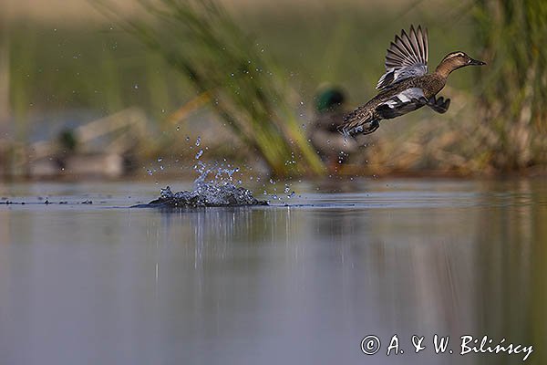 Cyranka zwyczajna, cyranka, Spatula querquedula, samiec