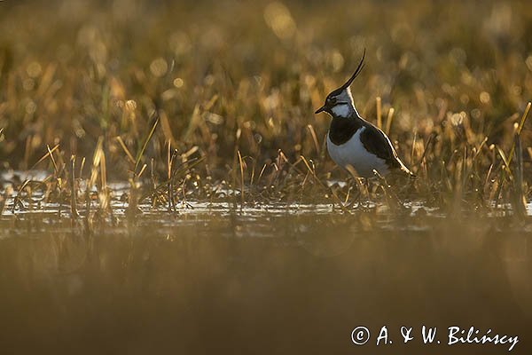 Czajka, Vanellus vanellus