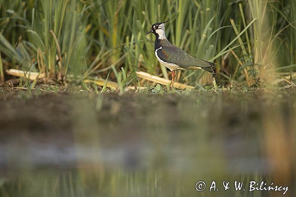 Czajka, Vanellus vanellus