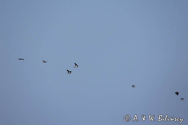 Czajka, Vanellus vanellus