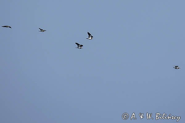 Czajka, Vanellus vanellus