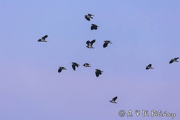 Czajka, Vanellus vanellus