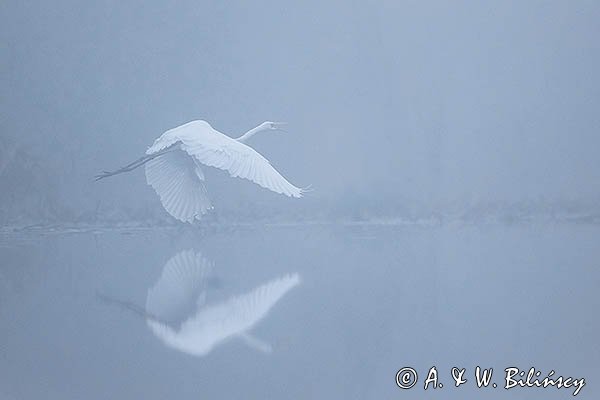 Czapla biała, Casmerodius albus, Ardea alba, Egretta alba