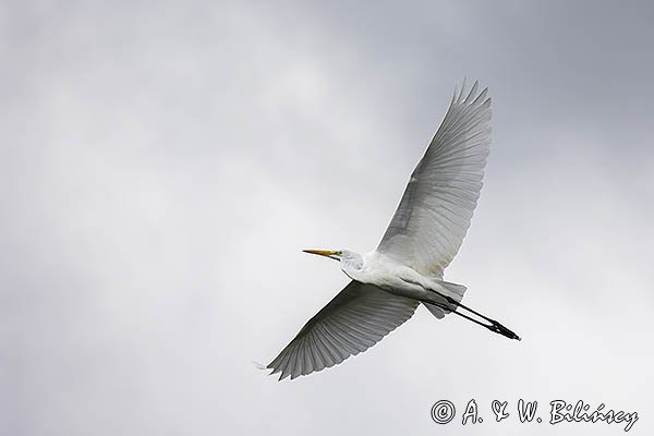 Czapla biała, Casmerodius albus, Ardea alba, Egretta alba