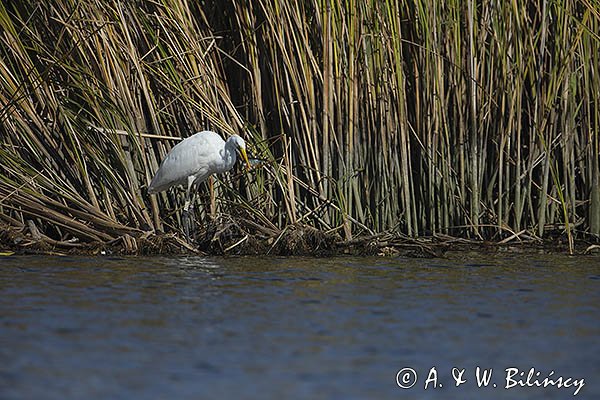 Czapla biała, Casmerodius albus, Ardea alba, Egretta alba