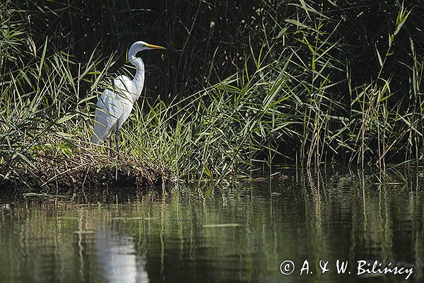 Czapla biała, Casmerodius albus, Ardea alba, Egretta alba