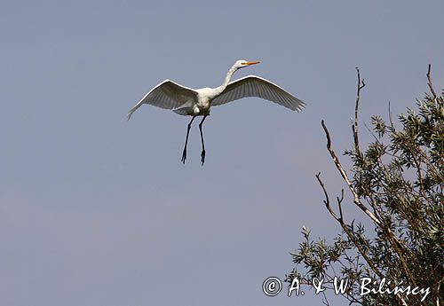 czapla biała, Casmerodius albus, Ardea alba, Egretta alba