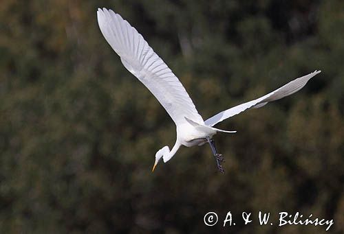 czapla biała, Casmerodius albus, Ardea alba, Egretta alba