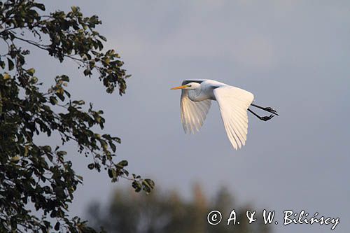 czapla biała, Casmerodius albus, Ardea alba, Egretta alba czapla biała,