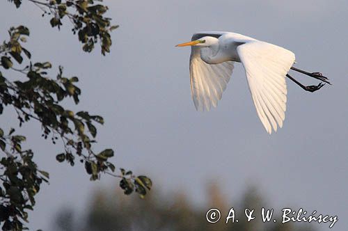 czapla biała, Casmerodius albus, Ardea alba, Egretta alba