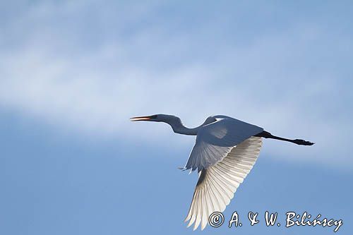 czapla biała, Casmerodius albus, Ardea alba, Egretta alba