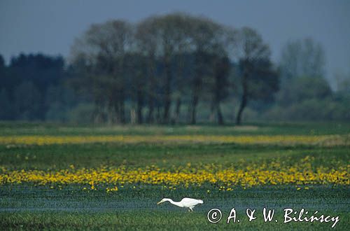 czapla biała Egretta alba) na Bagnach Biebrzańskich