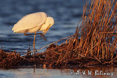 czapla biała, Casmerodius albus, Ardea alba, Egretta alba