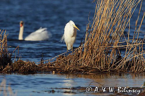 czapla biała, Casmerodius albus, Ardea alba, Egretta alba
