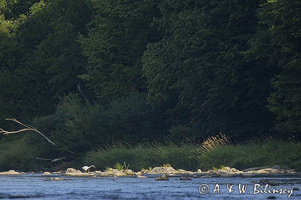 Czapla biała, Casmerodius albus, Ardea alba, Egretta alba, nad Sanem, Bieszczady